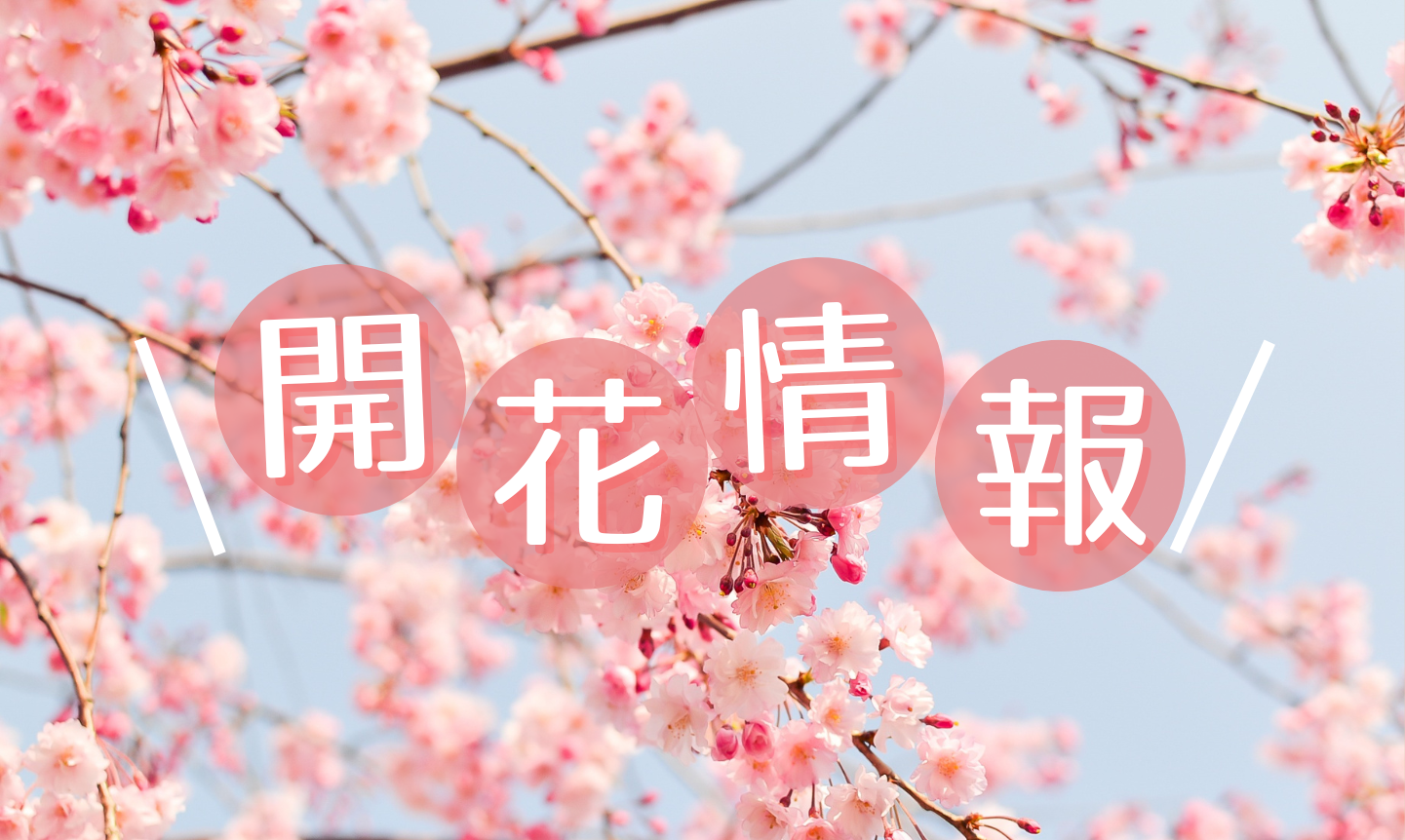 飛騨の花の開花情報